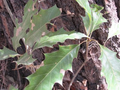 Quercus albocincta, photographed by Jonathan Rodriguez