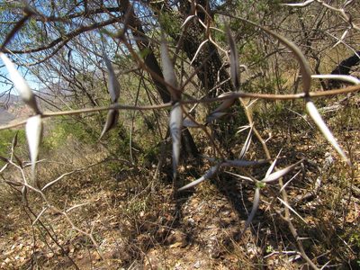 Vachellia campeachiana, photographed by Jonathan Rodriguez
