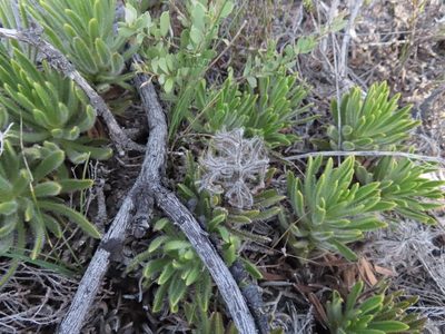 Lobostemon lucidus, photographed by linkie