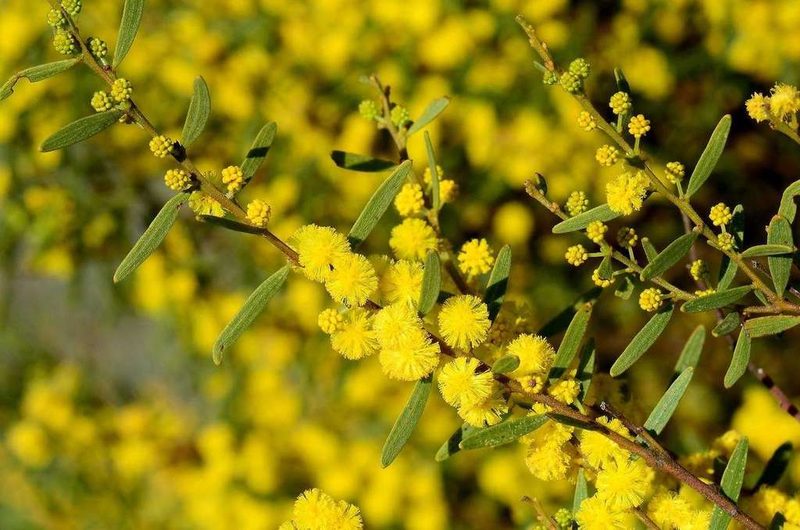 Acacia montana, photographed by gmgoods