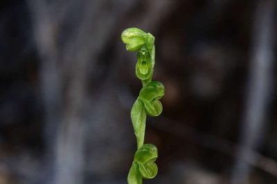 Pterostylis mutica, photographed by gmgoods
