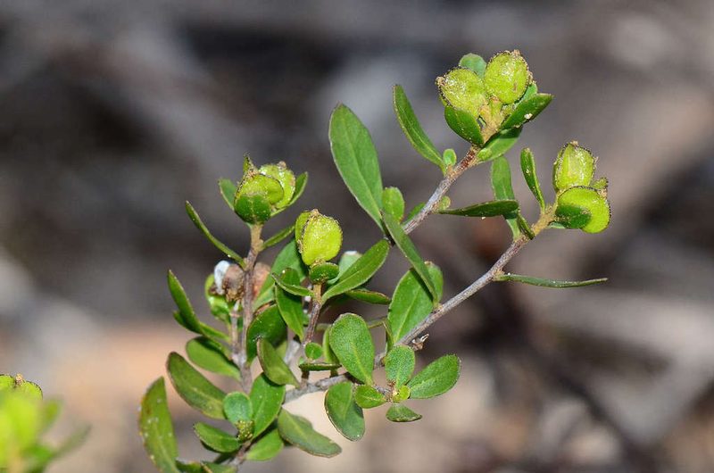 Dodonaea bursariifolia, photographed by gmgoods