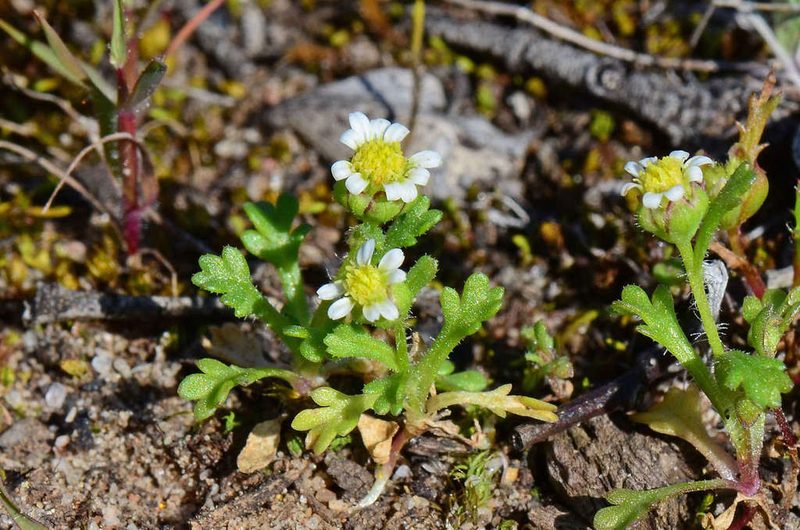 Brachyscome goniocarpa, photographed by gmgoods