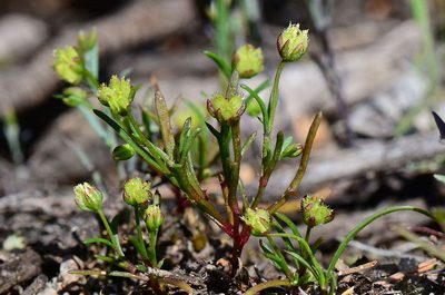 Brachyscome perpusilla, photographed by gmgoods
