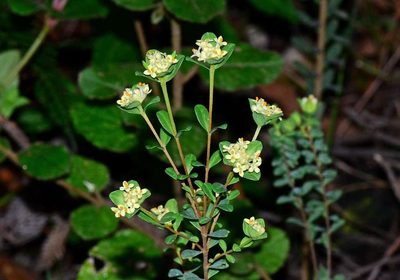 Pimelea flava, photographed by gmgoods