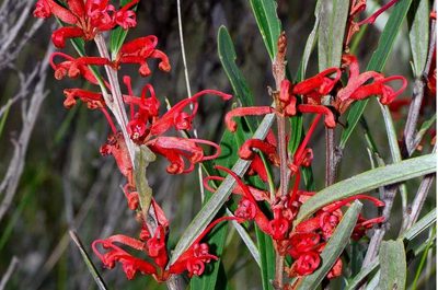 Grevillea dimorpha, photographed by gmgoods