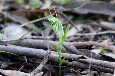 Pterostylis robusta, photographed by gmgoods