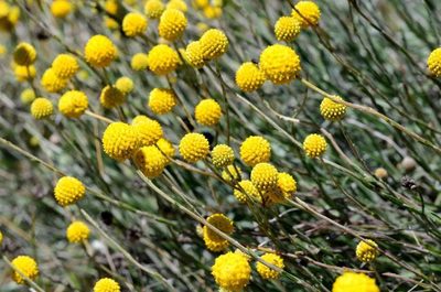 Pycnosorus chrysanthus, photographed by gmgoods