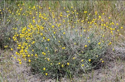 Pycnosorus chrysanthus, photographed by gmgoods