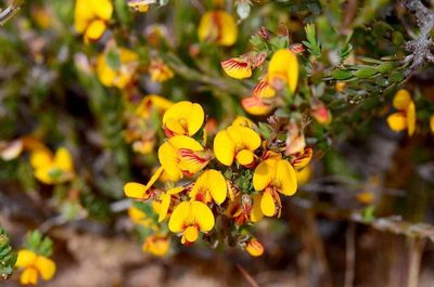 Eutaxia diffusa, photographed by gmgoods