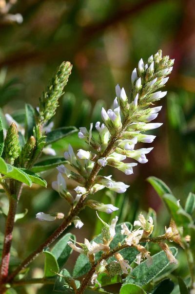 Glycyrrhiza acanthocarpa, photographed by gmgoods