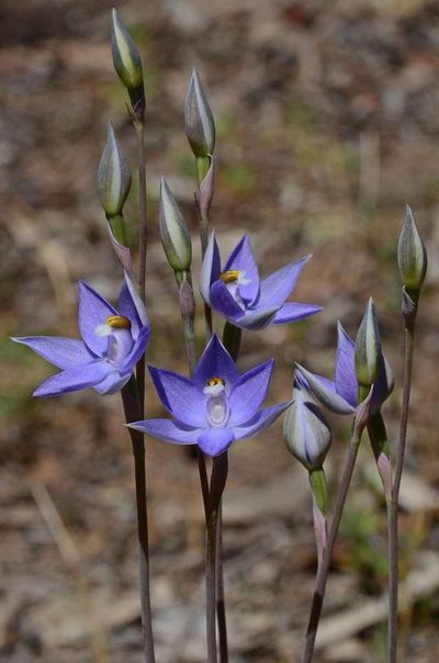 Thelymitra alcockiae, photographed by gmgoods