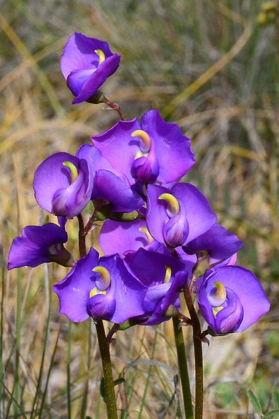 Swainsona procumbens, photographed by gmgoods
