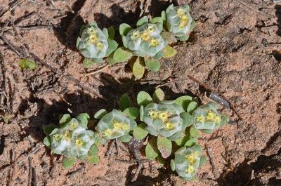Actinobole uliginosum, photographed by gmgoods
