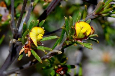 Phyllota pleurandroides, photographed by gmgoods