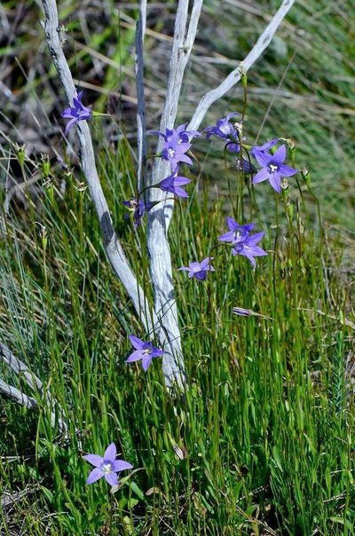 Wahlenbergia gloriosa, photographed by gmgoods