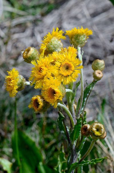 Podolepis robusta, photographed by gmgoods
