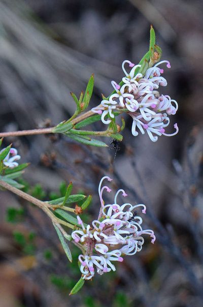 Grevillea alpivaga, photographed by gmgoods