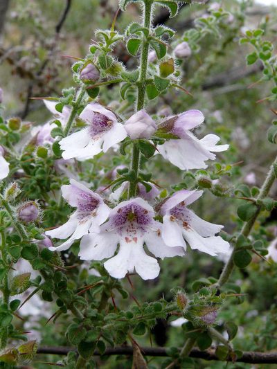 Prostanthera arapilensis, photographed by gmgoods