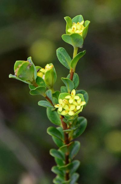 Pimelea flava, photographed by gmgoods