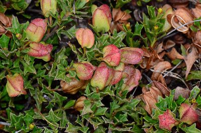 Dodonaea procumbens, photographed by gmgoods