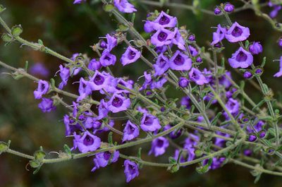 Prostanthera hirtula, photographed by gmgoods