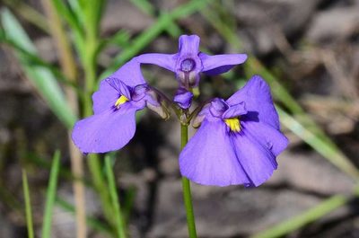 Utricularia beaugleholei, photographed by gmgoods