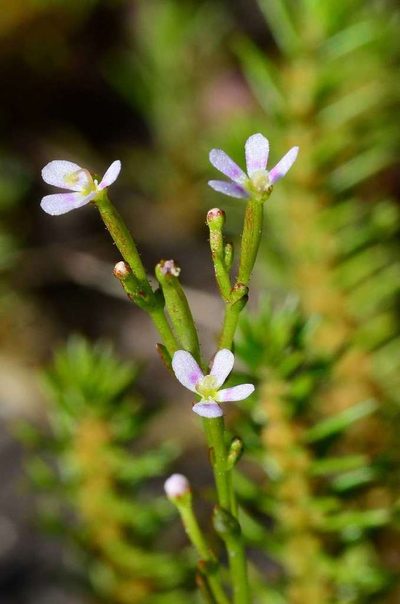 Stylidium despectum, photographed by gmgoods