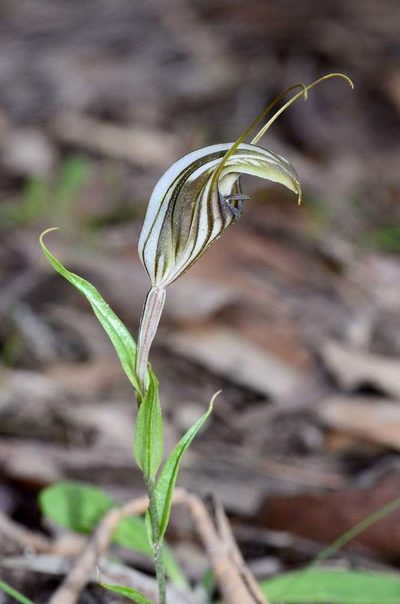 Pterostylis dolichochila, photographed by gmgoods