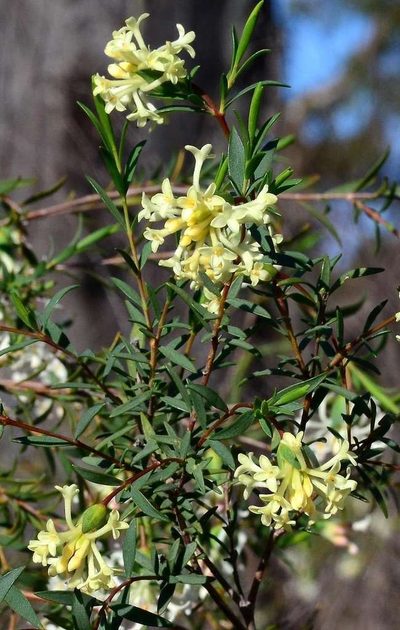Pimelea stricta, photographed by gmgoods