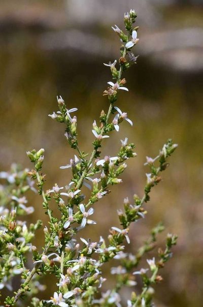 Olearia floribunda, photographed by gmgoods