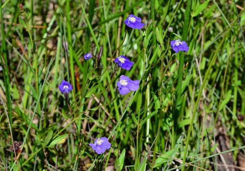 Mimulus gracilis, photographed by gmgoods