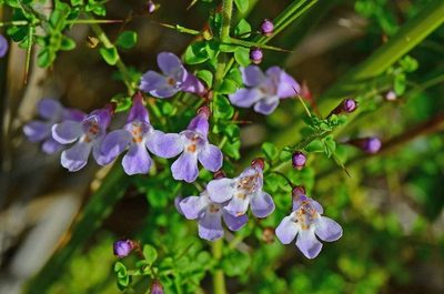 Prostanthera spinosa, photographed by gmgoods