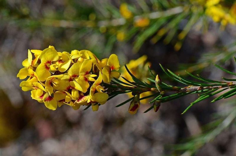 Dillwynia oreodoxa, photographed by gmgoods