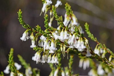 Styphelia woodsii, photographed by gmgoods