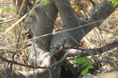 Bursera heliae, photographed by Eugenio Padilla