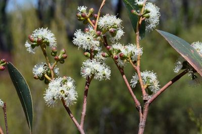 Eucalyptus arenacea, photographed by gmgoods