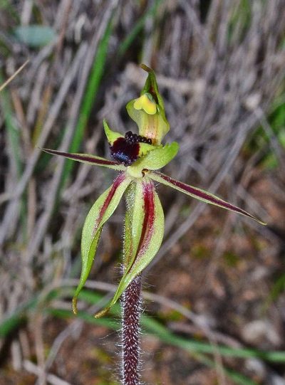Caladenia toxochila, photographed by gmgoods