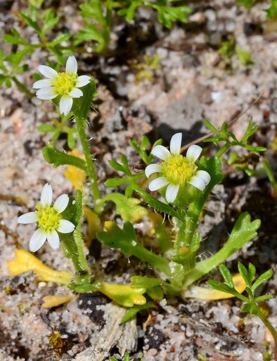 Brachyscome goniocarpa, photographed by gmgoods
