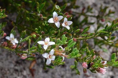 Cyanothamnus nanus, photographed by gmgoods
