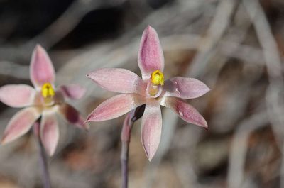Thelymitra luteocilium, photographed by gmgoods