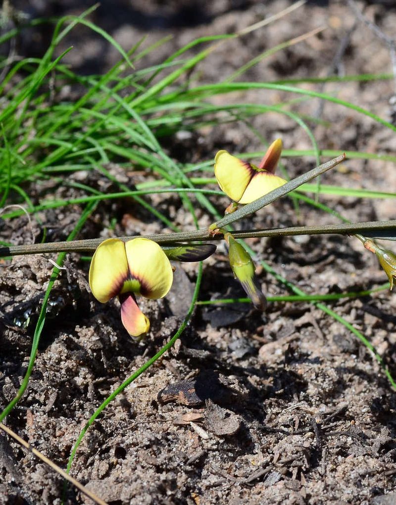 Templetonia stenophylla, photographed by gmgoods