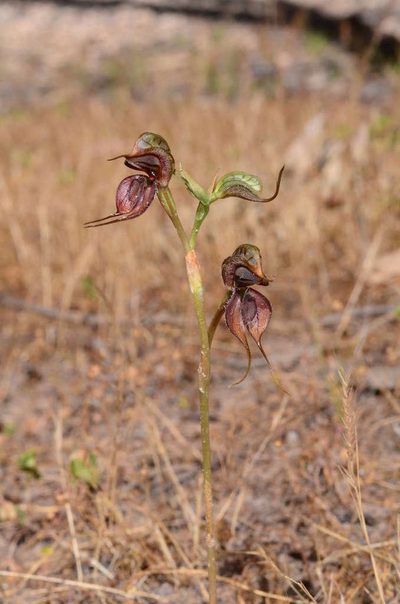 Pterostylis cheraphila, photographed by gmgoods