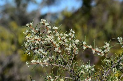 Hakea rugosa, photographed by gmgoods