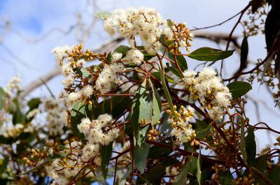 Eucalyptus behriana, photographed by gmgoods