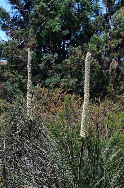 Xanthorrhoea caespitosa, photographed by gmgoods