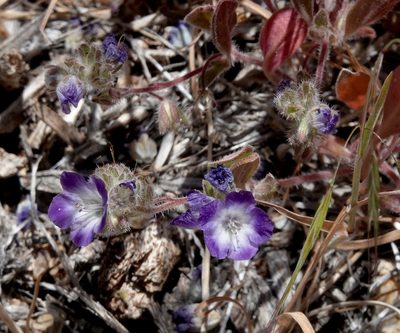 Phacelia davidsonii, photographed by desertnaturalist