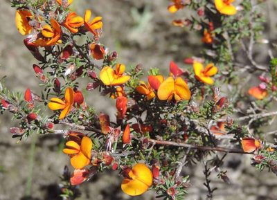 Pultenaea prostrata, photographed by gmgoods