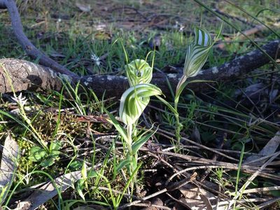 Pterostylis robusta, photographed by gmgoods