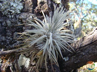 Tillandsia atroviridipetala, photographed by Eugenio Padilla